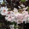 Pink Winter Flowering Cherry Tree | Prunus X Subhirtella 'Autumnalis Rosea' -Greenzy Sales Store ORN0030 1