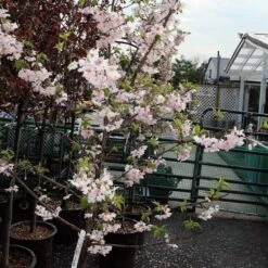 Pink Winter Flowering Cherry Tree | Prunus X Subhirtella 'Autumnalis Rosea' -Greenzy Sales Store ORN0030 2