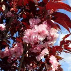 Purple Leaf Cherry Blossom Tree | Prunus Serrulata 'Royal Burgundy' -Greenzy Sales Store ORN0032 1