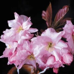 Purple Leaf Cherry Blossom Tree | Prunus Serrulata 'Royal Burgundy' -Greenzy Sales Store ORN0032 2