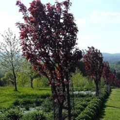 Purple Leaf Cherry Blossom Tree | Prunus Serrulata 'Royal Burgundy' -Greenzy Sales Store ORN0032 4