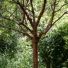 Single Stem Tibetan Cherry Tree | Prunus Serrula -Greenzy Sales Store ORN0034 3