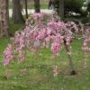 Single Pink Weeping Cherry Blossom Tree | Prunus Pendula Rubra -Greenzy Sales Store ORN0040 2