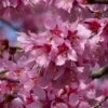 Small Pink Cherry Blossom Tree | Prunus 'Okame' -Greenzy Sales Store ORN0044 1