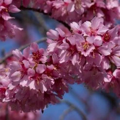 Small Pink Cherry Blossom Tree | Prunus 'Okame' 8 Small Pink Cherry Blossom Tree | Prunus 'Okame' -Greenzy Sales Store ORN0044 3