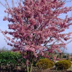 Small Pink Cherry Blossom Tree | Prunus 'Okame' 9 Small Pink Cherry Blossom Tree | Prunus 'Okame' -Greenzy Sales Store ORN0044 4