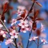 Black Cherry Plum Tree | Prunus Cerasifera 'Nigra' -Greenzy Sales Store ORN0047 1