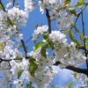 Great White Cherry Blossom Tree | Prunus 'Tai-Haku' -Greenzy Sales Store ORN0049 1