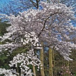 Great White Cherry Blossom Tree | Prunus 'Tai-Haku' -Greenzy Sales Store ORN0049 4