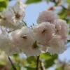 Blushing Bride Cherry Blossom Tree | Prunus 'Shogetsu' 11 Blushing Bride Cherry Blossom Tree | Prunus 'Shogetsu' -Greenzy Sales Store ORN0051 1