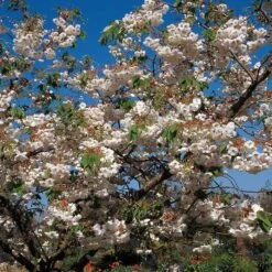Blushing Bride Cherry Blossom Tree | Prunus 'Shogetsu' -Greenzy Sales Store ORN0051 2