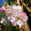 Japanese Cherry Blossom Tree | Prunus Shirofugen -Greenzy Sales Store ORN0053 1