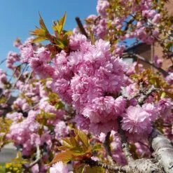 Cheal's Weeping Cherry Blossom Tree | Prunus Kiku Shidare Zakura -Greenzy Sales Store ORN0058 4