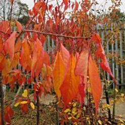 Cheal's Weeping Cherry Blossom Tree | Prunus Kiku Shidare Zakura -Greenzy Sales Store ORN0058 6