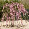 Cheal's Weeping Cherry Blossom Tree | Prunus Kiku Shidare Zakura -Greenzy Sales Store ORN0058 9