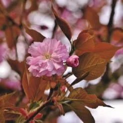 Japanese Cherry Blossom Tree | Prunus Serrulata 'Kanzan' -Greenzy Sales Store ORN0060 1