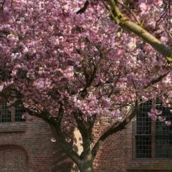 Japanese Cherry Blossom Tree | Prunus Serrulata 'Kanzan' -Greenzy Sales Store ORN0060 2