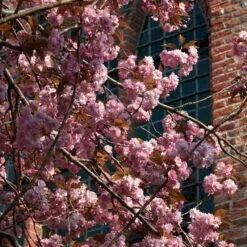 Japanese Cherry Blossom Tree | Prunus Serrulata 'Kanzan' -Greenzy Sales Store ORN0060 3