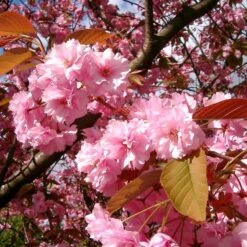 Japanese Cherry Blossom Tree | Prunus Serrulata 'Kanzan' -Greenzy Sales Store ORN0060 4