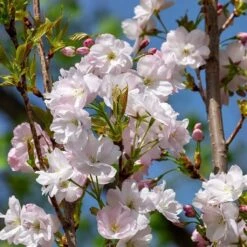 Flagpole Cherry Blossom Tree | Prunus Amanogawa -Greenzy Sales Store ORN0063 3