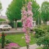 Flagpole Cherry Blossom Tree | Prunus Amanogawa -Greenzy Sales Store ORN0063 new