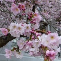 Accolade Pink Cherry Blossom Tree -Greenzy Sales Store ORN0064 5