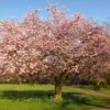 Accolade Pink Cherry Blossom Tree -Greenzy Sales Store ORN0064 6