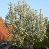 John Downie Crabapple Tree -Greenzy Sales Store ORN0073 1