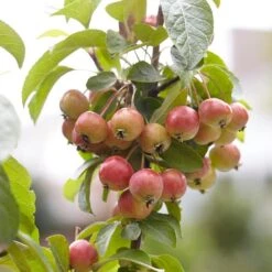 Evereste Crabapple Tree 7 Evereste Crabapple Tree -Greenzy Sales Store ORN0074 3 1475890a 114a 4e97 a720 809279382368