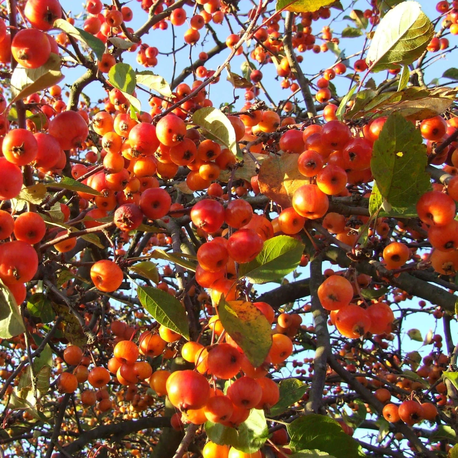 Evereste Crabapple Tree 4 Evereste Crabapple Tree - Image 4