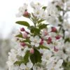 Evereste Crabapple Tree -Greenzy Sales Store ORN0076 3