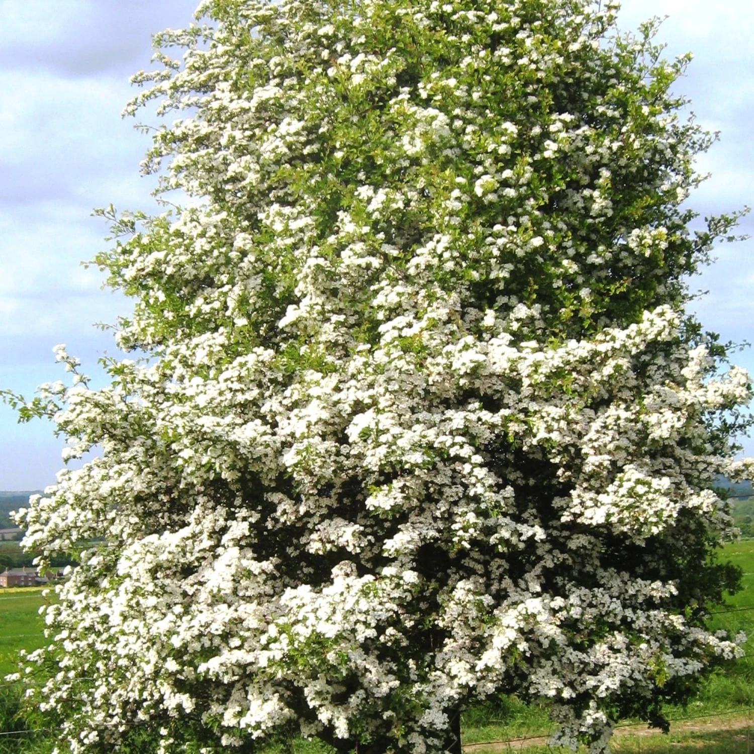 Hybrid Cockspur Hawthorn | Crataegus X Lavallei 'Carrierei' 1 Hybrid Cockspur Hawthorn | Crataegus X Lavallei 'Carrierei'