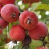 'Jelly King' Crabapple Tree -Greenzy Sales Store ORN0096 2