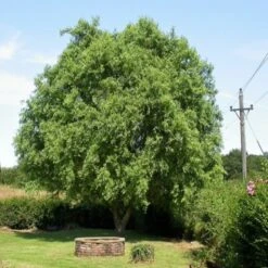 Corkscrew Willow | Salix Matsudana 'Tortuosa' -Greenzy Sales Store ORN0100 1