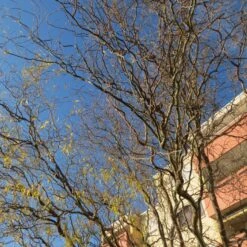 Corkscrew Willow | Salix Matsudana 'Tortuosa' -Greenzy Sales Store ORN0100 2