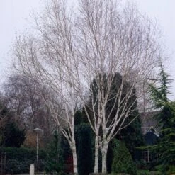 Himalayan Birch Tree | Betula Utilis Jacquemontii -Greenzy Sales Store ORN0102 1