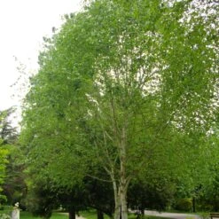 Himalayan Birch Tree | Betula Utilis Jacquemontii -Greenzy Sales Store ORN0102 2
