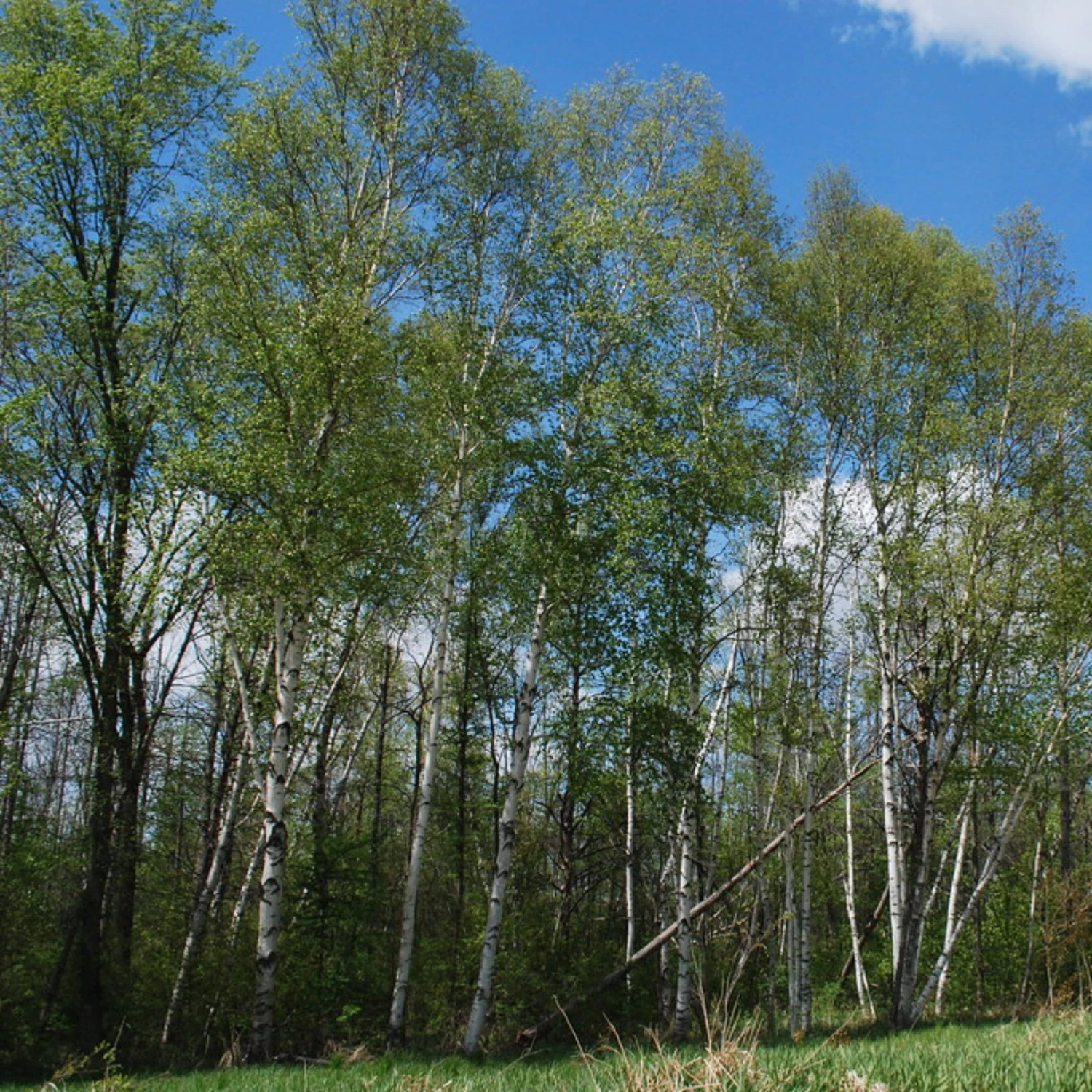 Paper Birch Tree | Betula Papyrifera 2 Paper Birch Tree | Betula Papyrifera - Image 2