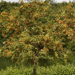 Scarlet Japanese Rowan Tree | Sorbus Commixta 'Embley' -Greenzy Sales Store ORN0139 6