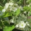 Double White Hawthorn Tree | Crataegus Laevigata 'Plena' -Greenzy Sales Store ORN0189 1