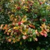Broad-Leaved Cockspur Thorn Tree | Crataegus Persimilis 'Prunifolia' -Greenzy Sales Store ORN0191 1