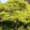 Green Weeping Japanese Maple Tree | Acer Palmatum 'Dissectum' -Greenzy Sales Store ORN0197 1
