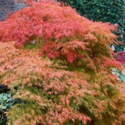 Green Weeping Japanese Maple Tree | Acer Palmatum 'Dissectum' -Greenzy Sales Store ORN0197 3