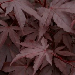 Red Japanese Maple Tree | Acer Palmatum 'Fireglow' -Greenzy Sales Store ORN0198 3