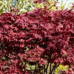 Red Japanese Maple Tree | Acer Palmatum 'Fireglow' -Greenzy Sales Store ORN0198 4