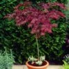 Red Weeping Japanese Maple Tree | Acer Palmatum 'Garnet' -Greenzy Sales Store ORN0200 1