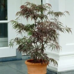 Red Weeping Japanese Maple Tree | Acer Palmatum 'Garnet' -Greenzy Sales Store ORN0200 2