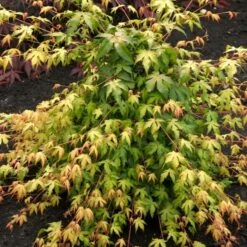 Japanese Maple Tree | Acer Palmatum 'Katsura' -Greenzy Sales Store ORN0202 2