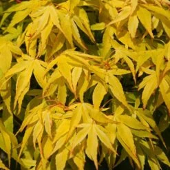 Japanese Maple Tree | Acer Palmatum 'Katsura' -Greenzy Sales Store ORN0202 4