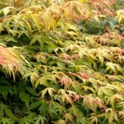Japanese Maple Tree | Acer Palmatum 'Katsura' -Greenzy Sales Store ORN0202 6